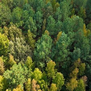Photo #31 of Off of Bissette Rd, Middlesex, NC 24.5 acres