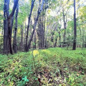 Photo #32 of Off of Bissette Rd, Middlesex, NC 24.5 acres
