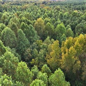 Photo #34 of Off of Bissette Rd, Middlesex, NC 24.5 acres