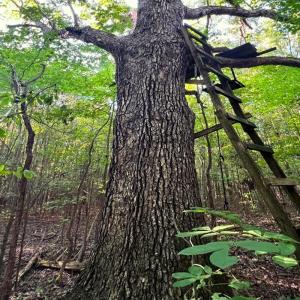 Photo #35 of Off of Bissette Rd, Middlesex, NC 24.5 acres