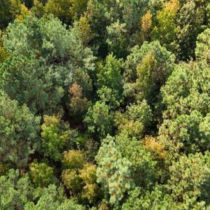 Photo #38 of Off of Bissette Rd, Middlesex, NC 24.5 acres