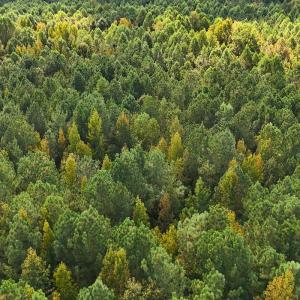 Photo #39 of Off of Bissette Rd, Middlesex, NC 24.5 acres