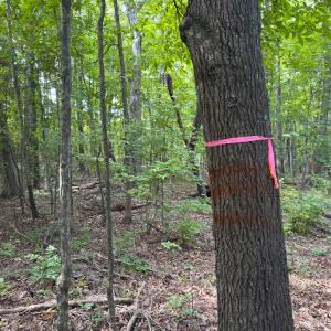 Photo #28 of Off Mann Oakley Road, Rougemont, NC 11.2 acres