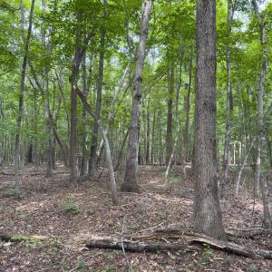 Photo #29 of Off Mann Oakley Road, Rougemont, NC 11.2 acres