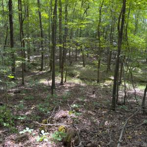 Photo #38 of Off Mann Oakley Road, Rougemont, NC 11.2 acres