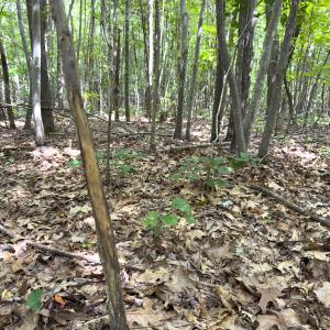 Photo #42 of Off Mann Oakley Road, Rougemont, NC 11.2 acres