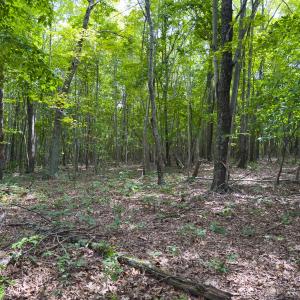 Photo #44 of Off Mann Oakley Road, Rougemont, NC 11.2 acres