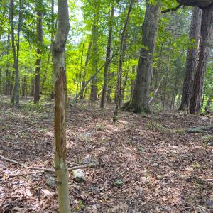 Photo #46 of Off Mann Oakley Road, Rougemont, NC 11.2 acres