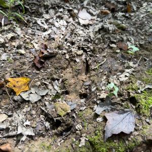 Photo #49 of Off Mann Oakley Road, Rougemont, NC 11.2 acres