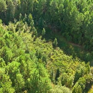 Photo #12 of 9631 Bissette Rd, Middlesex, NC 1.0 acres