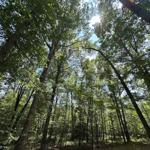 Photo #21 of 9701 Old Stage Rd, Prince George, VA 4.5 acres