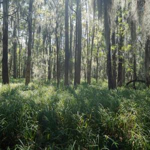 Photo #47 of 100 Hog Island, New Bern, NC 950.0 acres