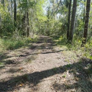 Photo #50 of 100 Hog Island, New Bern, NC 950.0 acres