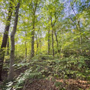 Photo #14 of Off Danville Drive, Fayetteville, NC 145.3 acres