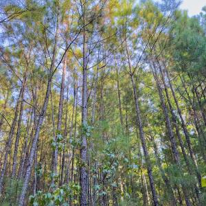 Photo #6 of Off Danville Drive, Fayetteville, NC 145.3 acres