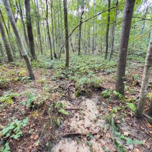 Photo #24 of Off Danville Drive, Fayetteville, NC 145.3 acres