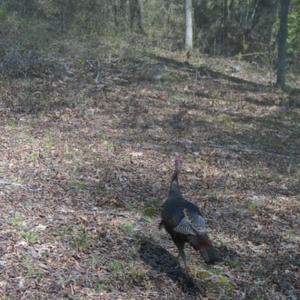 Photo #10 of Off Qualls Road, Hollister, NC 59.0 acres