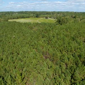 Photo #11 of Off Qualls Road, Hollister, NC 59.0 acres