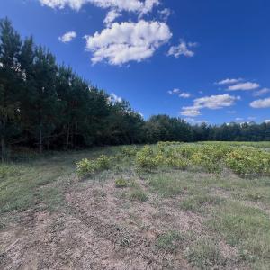 Photo #12 of Off Qualls Road, Hollister, NC 59.0 acres