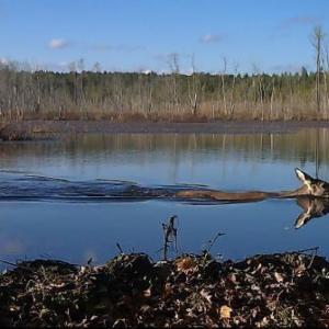 Photo #13 of Off Qualls Road, Hollister, NC 59.0 acres