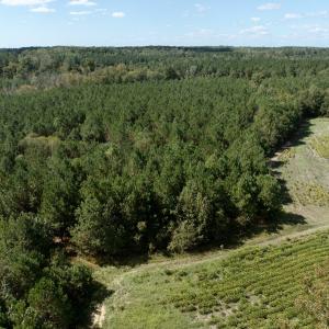 Photo #15 of Off Qualls Road, Hollister, NC 59.0 acres