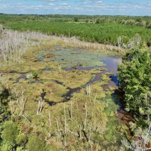 Photo #2 of Off Qualls Road, Hollister, NC 59.0 acres