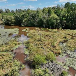 Photo #4 of Off Qualls Road, Hollister, NC 59.0 acres