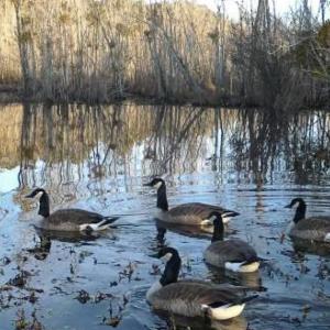 Photo #7 of Off Qualls Road, Hollister, NC 59.0 acres
