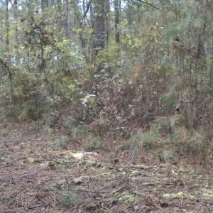 Photo #8 of Off Qualls Road, Hollister, NC 59.0 acres