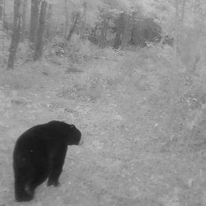 Photo #9 of Off Qualls Road, Hollister, NC 59.0 acres