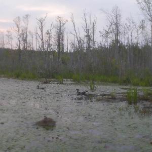 Photo #18 of Off Qualls Road, Hollister, NC 59.0 acres