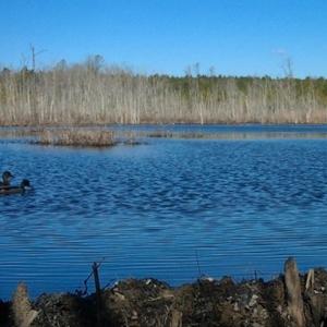 Photo #22 of Off Qualls Road, Hollister, NC 59.0 acres