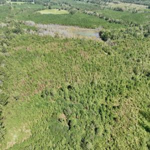 Photo #30 of Off Qualls Road, Hollister, NC 59.0 acres