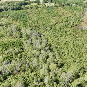 Photo #31 of Off Qualls Road, Hollister, NC 59.0 acres