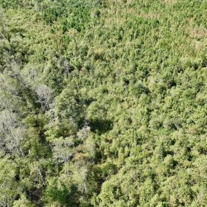 Photo #33 of Off Qualls Road, Hollister, NC 59.0 acres