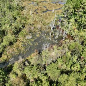 Photo #34 of Off Qualls Road, Hollister, NC 59.0 acres