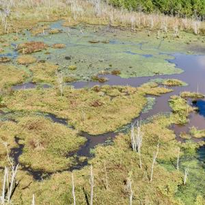 Photo #35 of Off Qualls Road, Hollister, NC 59.0 acres