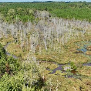 Photo #36 of Off Qualls Road, Hollister, NC 59.0 acres