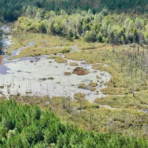 Photo #23 of Off Qualls Road, Hollister, NC 59.0 acres