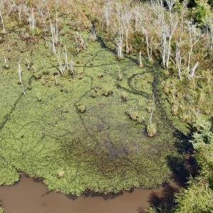 Photo #37 of Off Qualls Road, Hollister, NC 59.0 acres