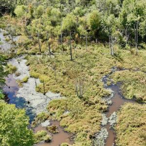 Photo #39 of Off Qualls Road, Hollister, NC 59.0 acres