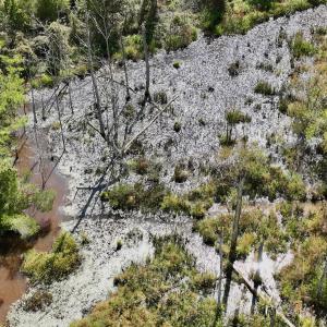 Photo #40 of Off Qualls Road, Hollister, NC 59.0 acres