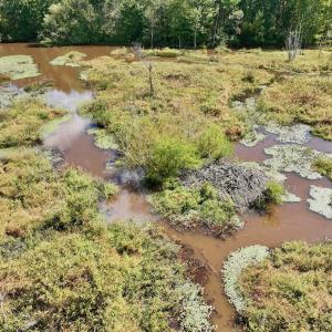 Photo #42 of Off Qualls Road, Hollister, NC 59.0 acres