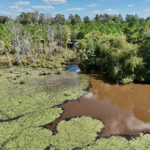 Photo #44 of Off Qualls Road, Hollister, NC 59.0 acres
