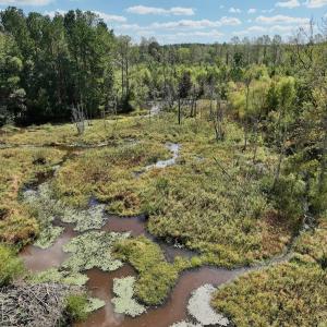 Photo #47 of Off Qualls Road, Hollister, NC 59.0 acres