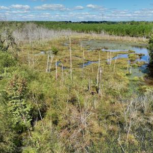 Photo #49 of Off Qualls Road, Hollister, NC 59.0 acres