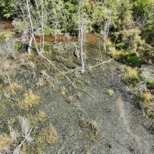 Photo #50 of Off Qualls Road, Hollister, NC 59.0 acres
