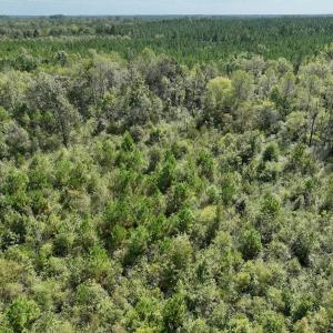 Photo #51 of Off Qualls Road, Hollister, NC 59.0 acres