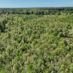 Photo #54 of Off Qualls Road, Hollister, NC 59.0 acres