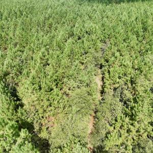 Photo #55 of Off Qualls Road, Hollister, NC 59.0 acres